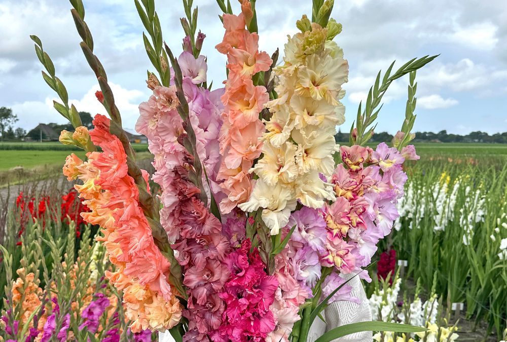 Planting Gladiolus