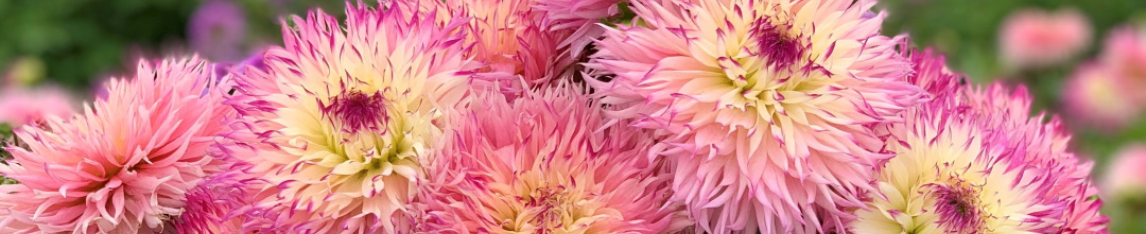 Dinnerplate dahlia pink