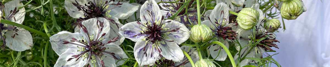 Nigella