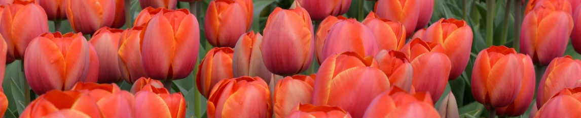 Orange tulips