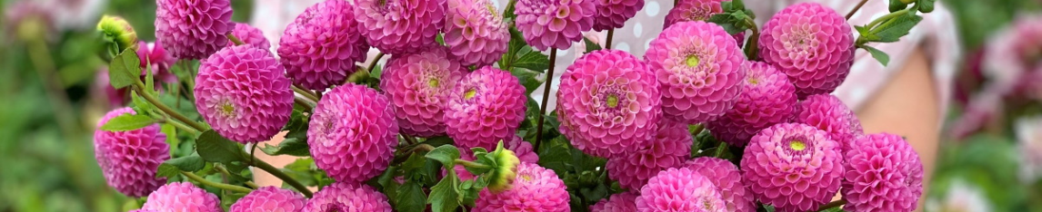 Pompon dahlia