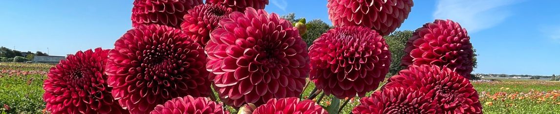 red dahlia