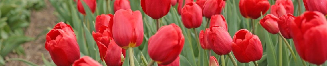 Red tulips