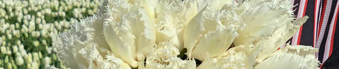 White tulips