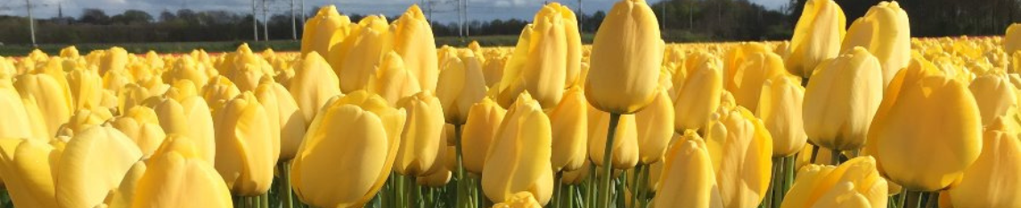 Yellow tulips