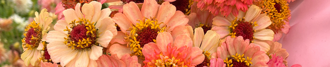 Zinnia Seeds