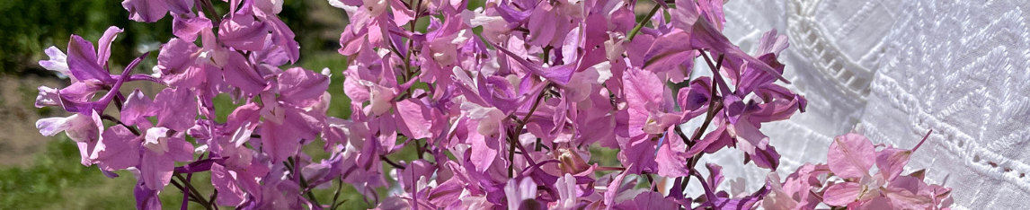 Delphinium flower