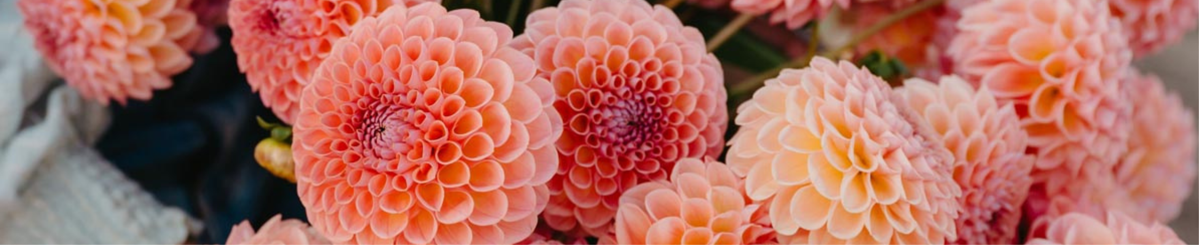 Pink Dahlia