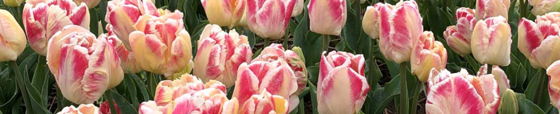 Parrot tulips