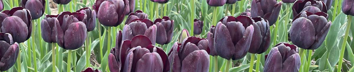 purple tulips