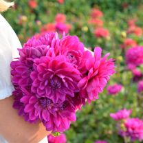 Dahlia GH Lammerse