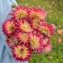 Dahlia Tahiti Sunrise