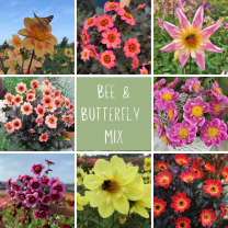 Mix Bees and butterflies *
