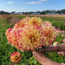 Dahlia Lady Darlene