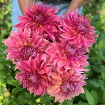 Dahlia Penhill Dark Monarch