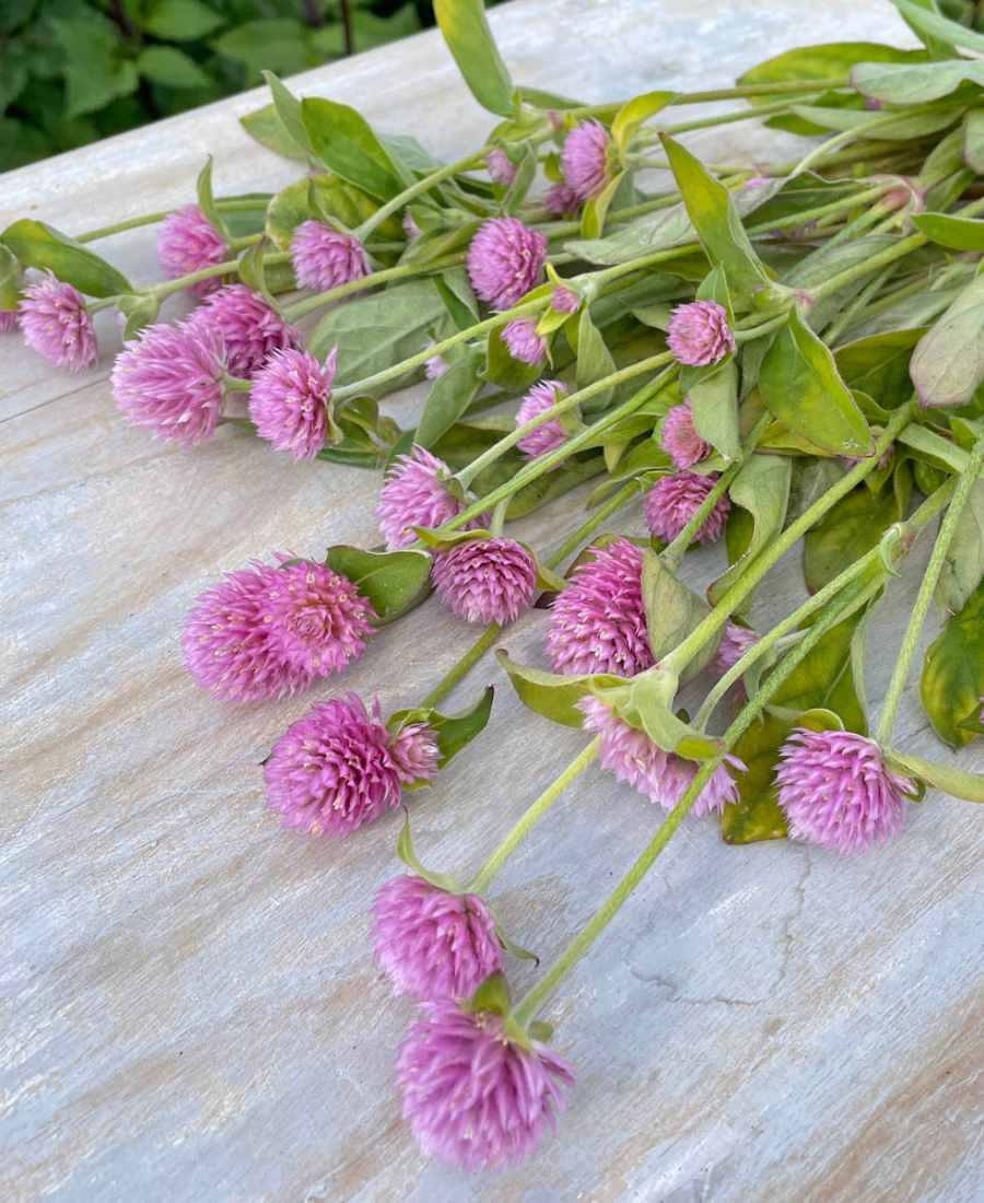 Gomphera seeds bees and butterflies