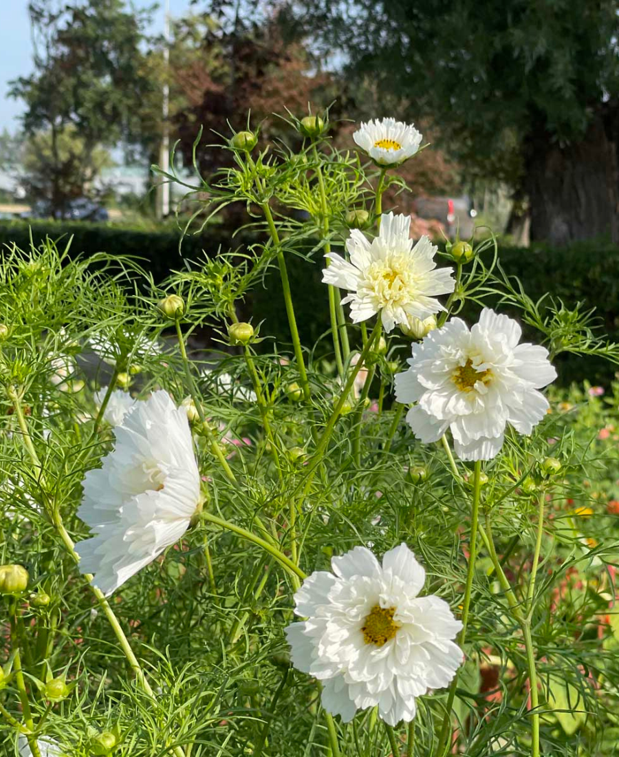 Cosmos Double White bees