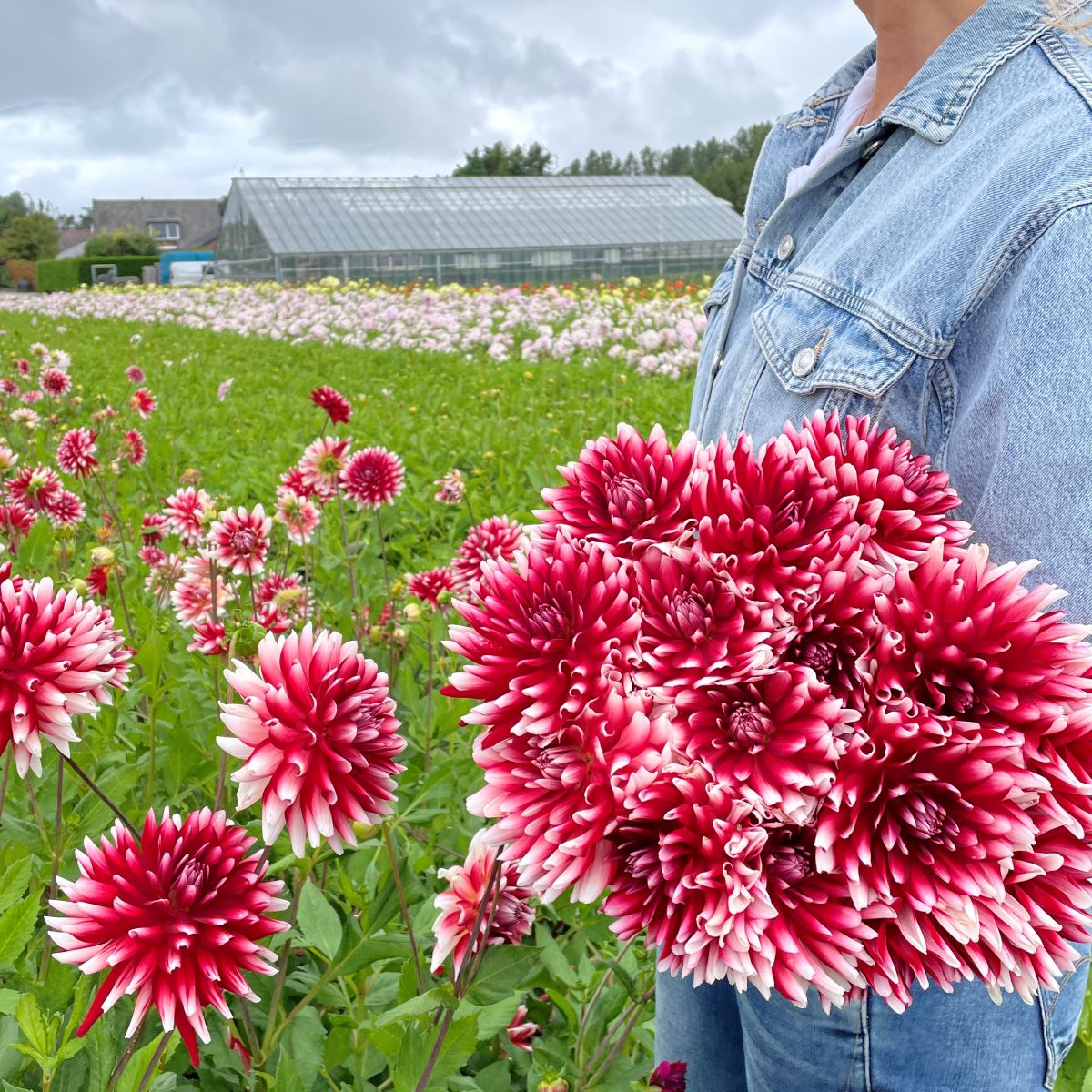 Cactus Dahlia Red