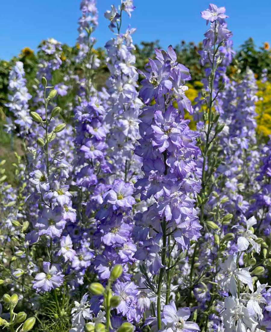 Delphinium Flower Skies