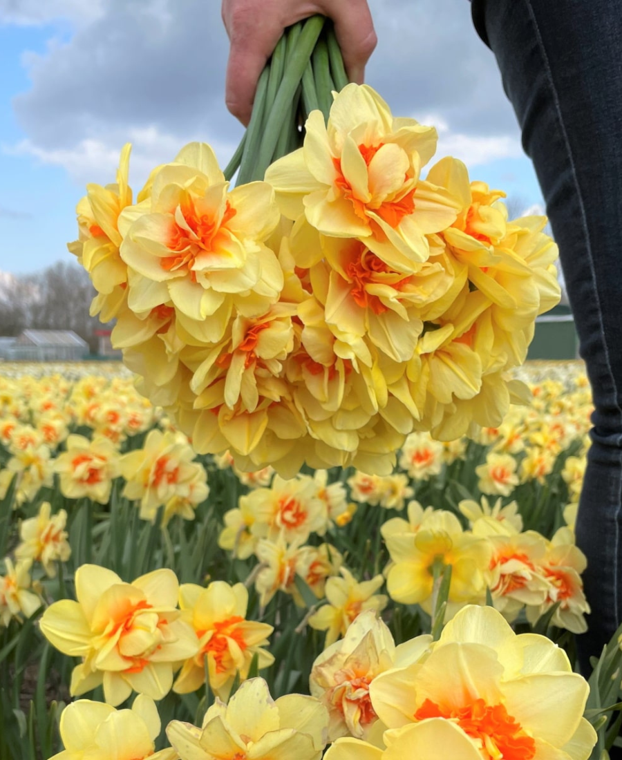 Double daffodil Innovator