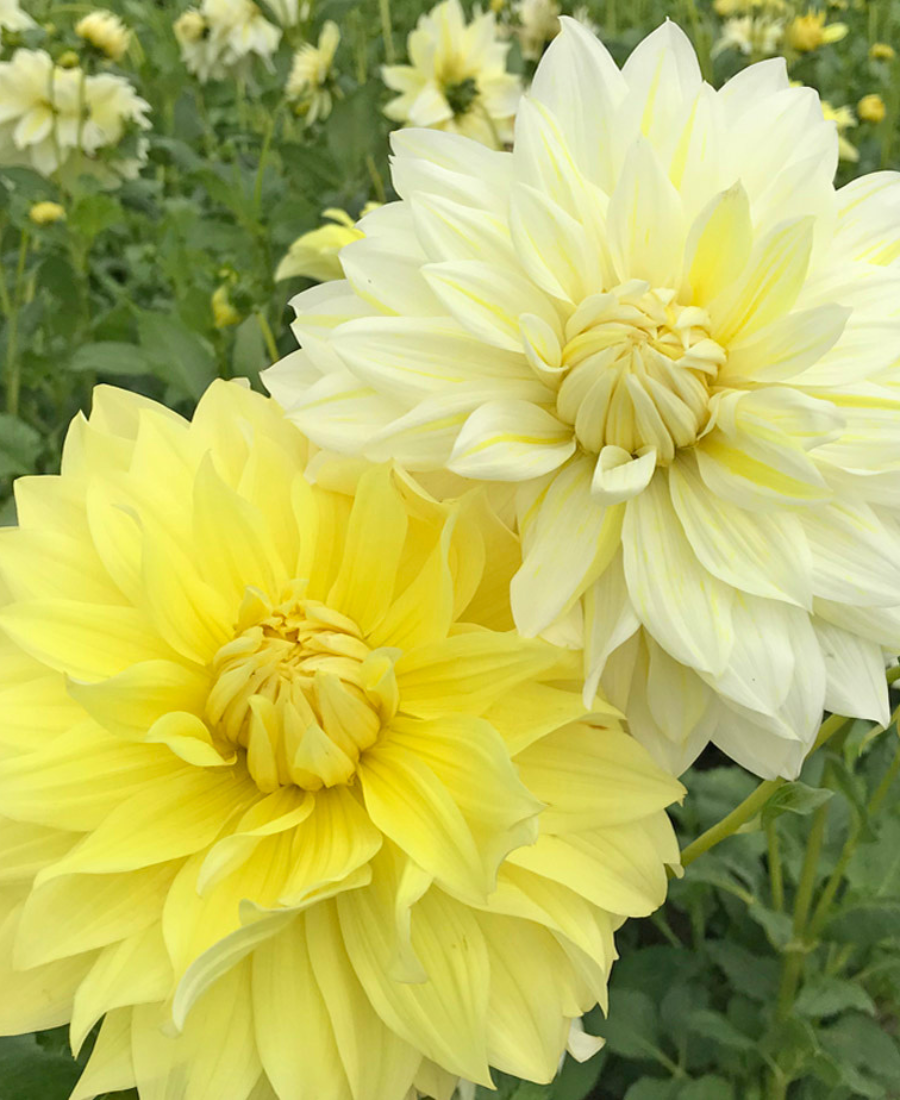 Dinnerplate Dahlia Yellow