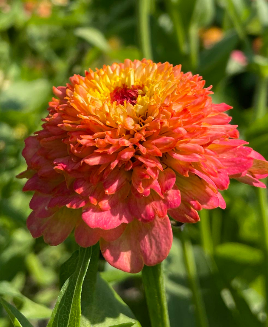 Zinnia Seeds