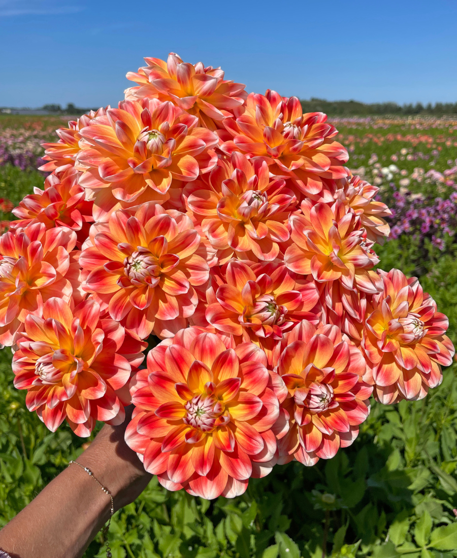 Orange Dahlia Colours