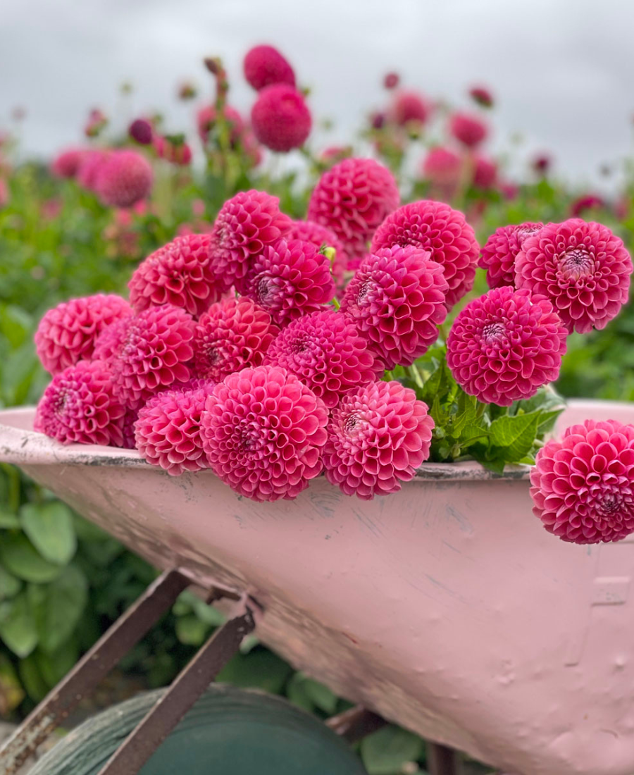 Pink dahlia Jowey Frambo