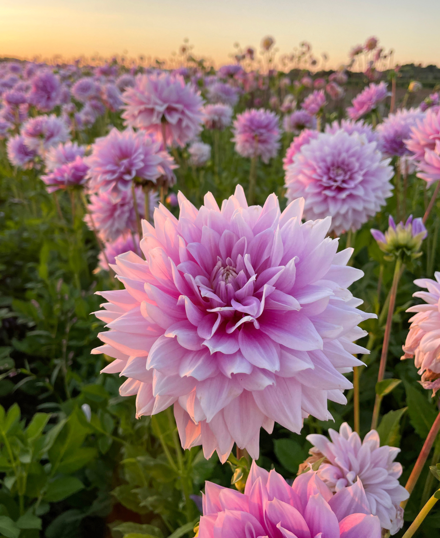 Pink dahlia Ferncliff Inspiration