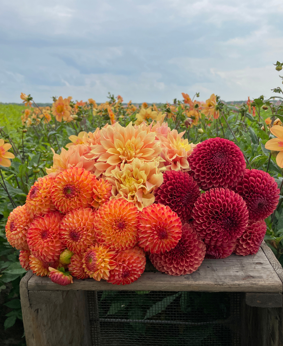 Red Dahlia Mix