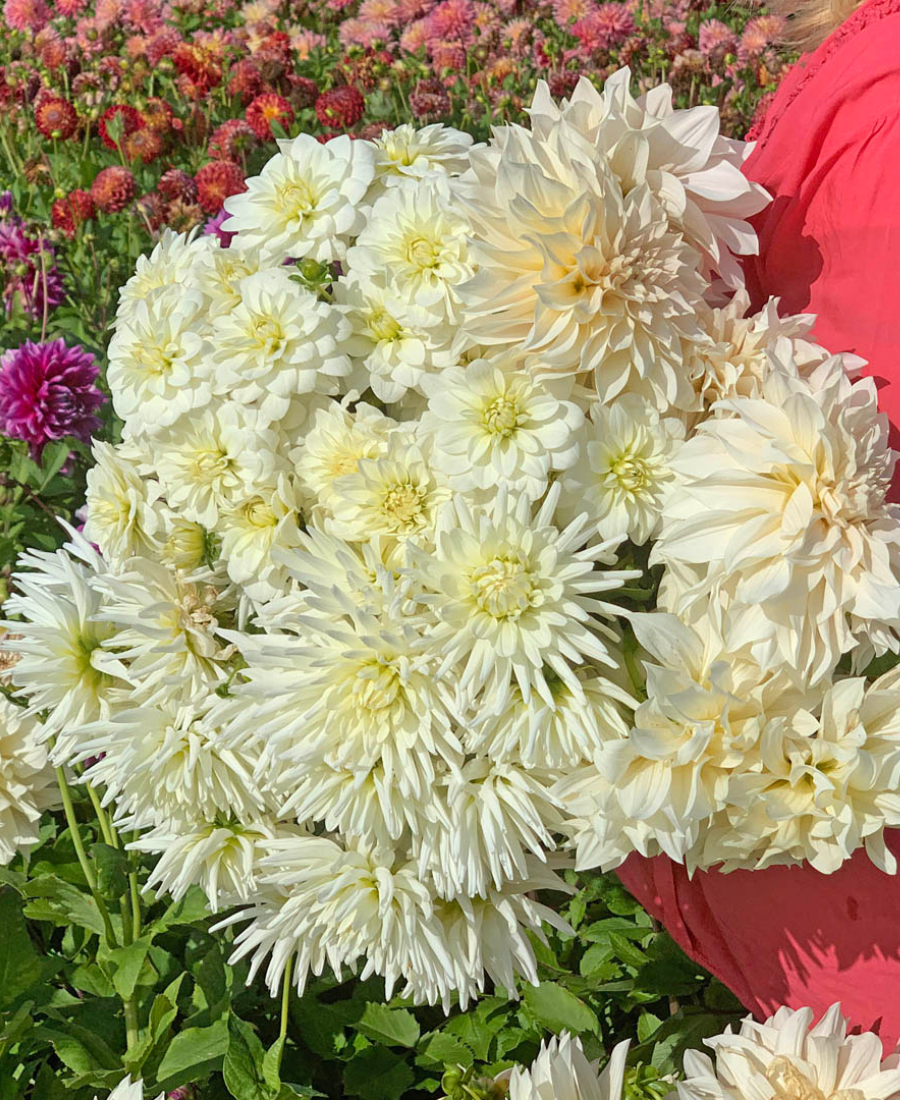 White Dahlia Mix