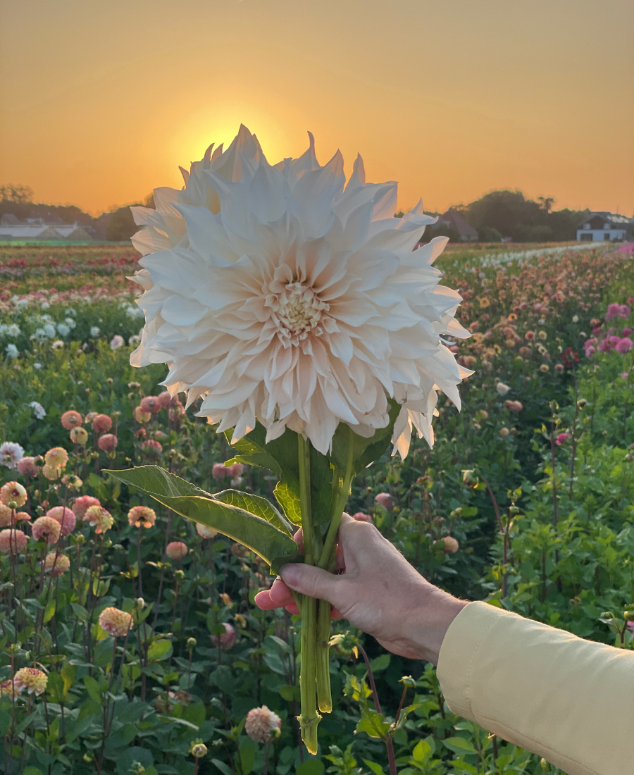 White Dahlia Cafe au Lait