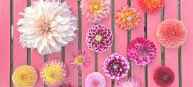 > 120 dahlia varieties