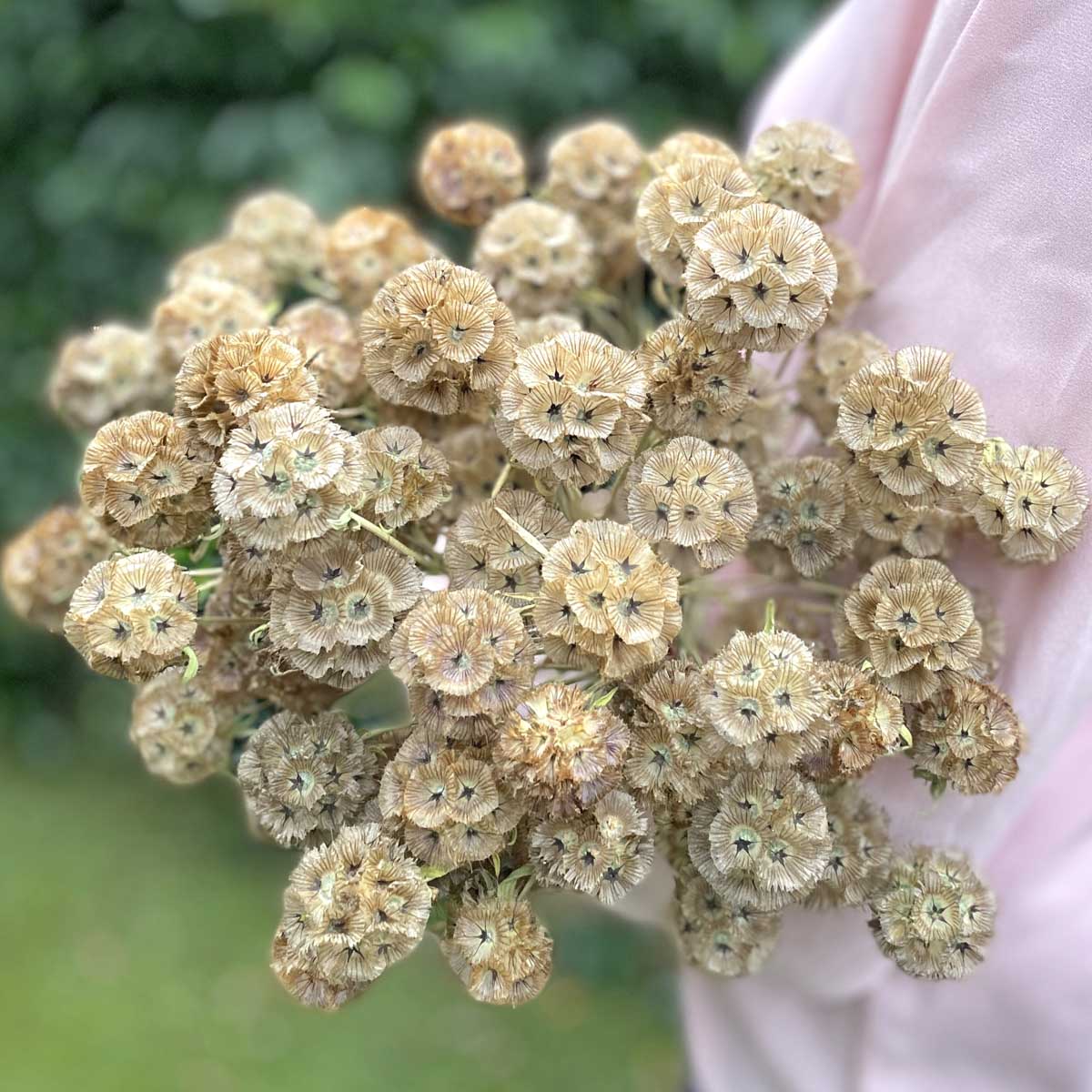 Scabiosa Flower Creme